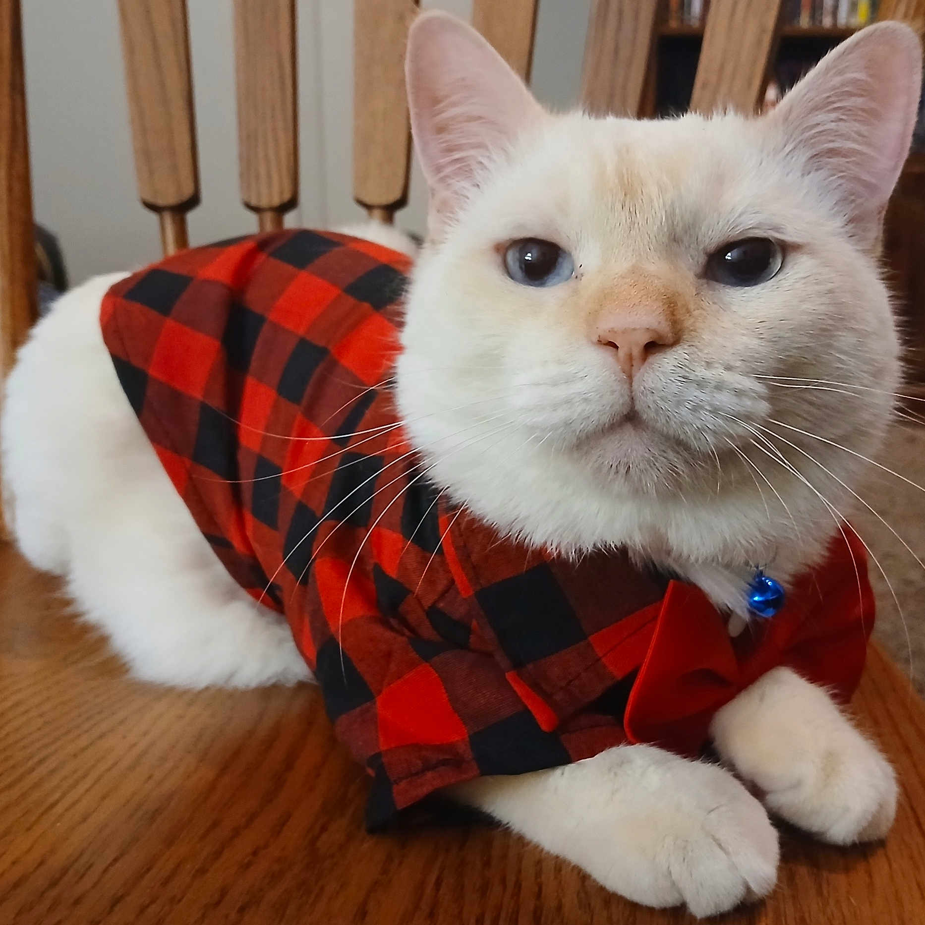 Sinatra Blue joined the competition — help win amazing prizes! cat, white_cat, blue_eyes, plaid_shirt, red_and_black, bow_tie, collar, bell, pet, indoor, wooden_table, feline, cute, animal, domestic_cat, sitting, close_up, fur, whiskers, portrait