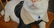 Sinatra Blue joined the competition — help win amazing prizes! animal, blue_bell, cat, chair, clothing, collar, cute, denim, domestic_cat, feline, fur, indoor, jacket, paws, pet, relaxed, sherpa, whiskers, white_cat, wooden_chair