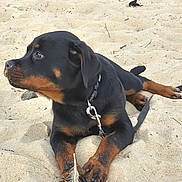 Blake participe au concours pour gagner de l'argent avec cette photo : dog, puppy, rottweiler, sand, beach, outdoor, animal, pet, collar, leash, young, lying, resting, curious, paw, feather, nature, canine, cute, playful