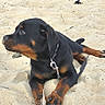 dog, puppy, rottweiler, sand, beach, outdoor, animal, pet, collar, leash, young, lying, resting, curious, paw, feather, nature, canine, cute, playful