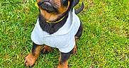 Blake participe au concours pour gagner de l'argent avec cette photo : puppy, rottweiler, dog, grass, greenery, hoodie, cute, pet, animal, young, outdoor, looking_up, black, brown, fur, sitting, adorable, playful, small, nature