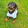 puppy, rottweiler, dog, grass, greenery, hoodie, cute, pet, animal, young, outdoor, looking_up, black, brown, fur, sitting, adorable, playful, small, nature