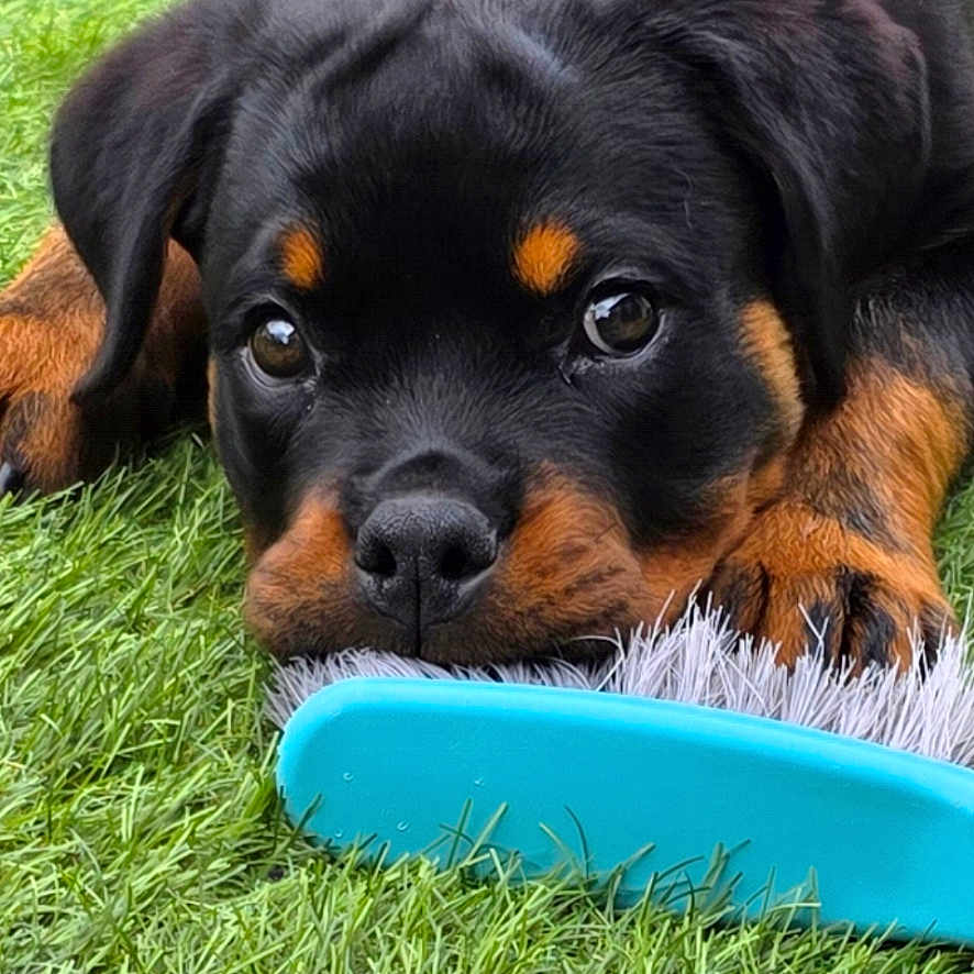 Blake a rejoint le concours — aidez-le/la à gagner de superbes lots ! puppy, rottweiler, dog, grass, outdoor, pet, black_and_tan, brush, toy, lying_down, cute, young_animal, animal, close_up, fur, playful, adorable, face, head, paw
