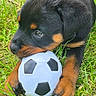 Blake a rejoint le concours — aidez-le/la à gagner de superbes lots ! puppy, rottweiler, dog, grass, soccer_ball, animal, pet, cute, playful, outdoor, young_dog, black_and_tan, chewing, nature, small_ball, fur, mammal, adorable, toy, lying_down