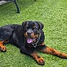 Blake participe au concours pour gagner de l'argent avec cette photo : rottweiler, puppy, dog, grass, outdoor, pet, black_and_tan, tongue_out, canine, collar, chain, bench, planter, greenery, sunny, animal, cute, lying_down, happy, young