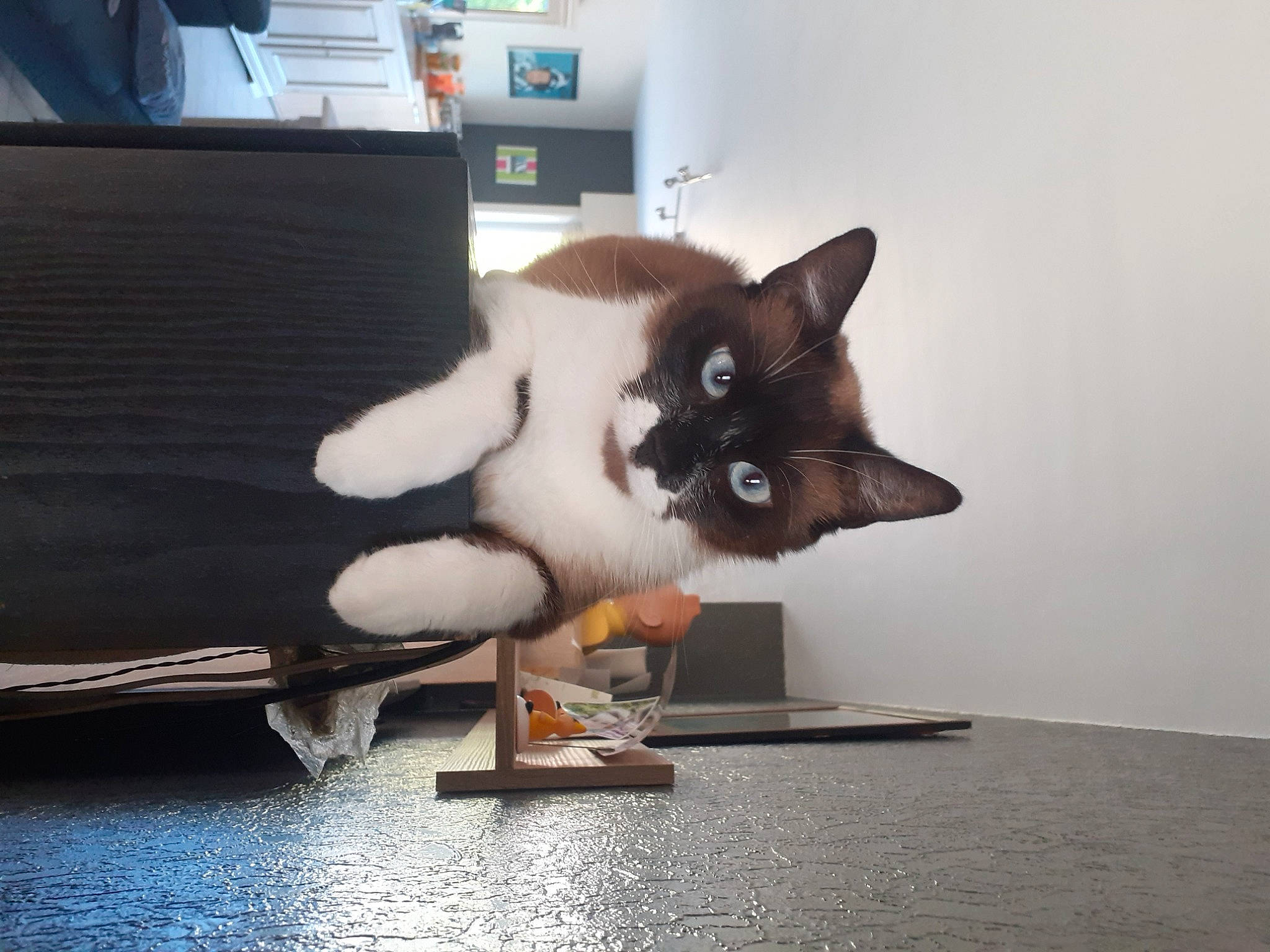 Maluma a rejoint le concours — aidez-le/la à gagner de superbes lots ! balinese, carnivore, cat, cat_supply, comfort, couch, domestic_short_haired_cat, fawn, felidae, fur, paw, room, siamese, small_to_medium_sized_cats, snout, tail, thai, tonkinese, whiskers, window