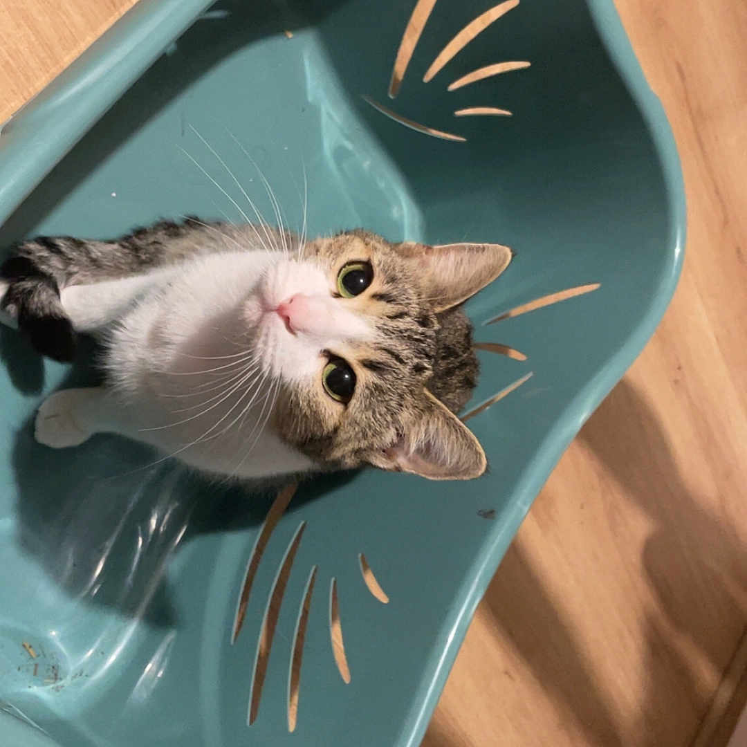 Rukia a rejoint le concours — aidez-le/la à gagner de superbes lots ! abyssinian, animal, armchair, art, bathing, bathtub, cat, chair, furniture, hardwood, indoors, kitten, manx, pet, plastic, plywood, porcelain, pottery, saucer, wood