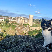 Rocket a rejoint le concours — aidez-le/la à gagner de superbes lots ! cat, black_and_white_cat, rock, castle, sky, cloud, grass, tree, building, landscape, outdoor, nature, animal, moss, sunlight, daytime, scenic, village, hill, wildlife