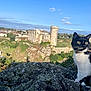 cat, black_and_white_cat, rock, castle, sky, cloud, grass, tree, building, landscape, outdoor, nature, animal, moss, sunlight, daytime, scenic, village, hill, wildlife