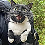 Rocket participe au concours pour gagner de l'argent avec cette photo : cat, black_and_white, wide_eyes, backpack, outdoor, nature, greenery, fur, whiskers, animal, pet, curious, surprised, closeup, portrait, mouth_open, paws, zipper, mesh, fur_pattern
