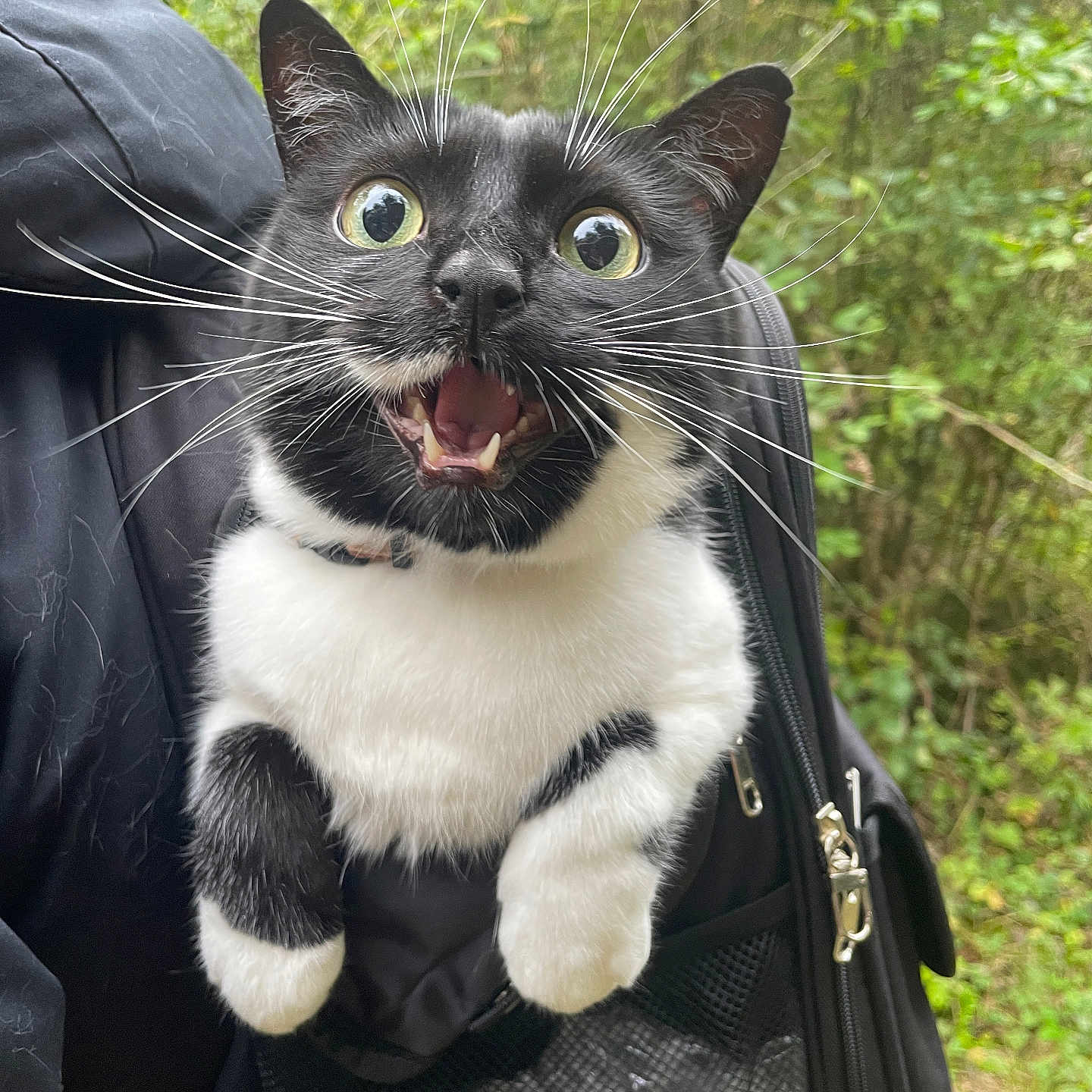 Rocket participe au concours pour gagner de l'argent avec cette photo : animal, backpack, black_and_white, cat, closeup, curious, fur, fur_pattern, greenery, mesh, mouth_open, nature, outdoor, paws, pet, portrait, surprised, whiskers, wide_eyes, zipper
