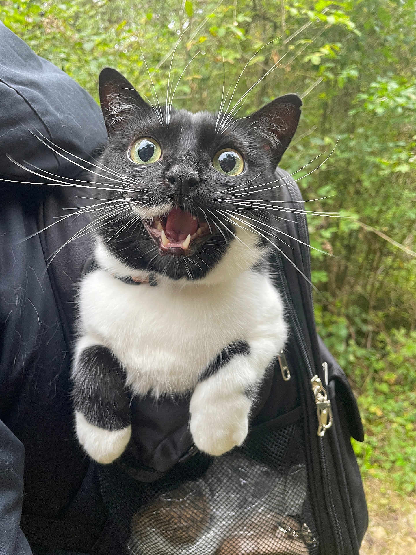 Rocket participe au concours pour gagner de l'argent avec cette photo : cat, black_and_white, wide_eyes, backpack, outdoor, nature, greenery, fur, whiskers, animal, pet, curious, surprised, closeup, portrait, mouth_open, paws, zipper, mesh, fur_pattern