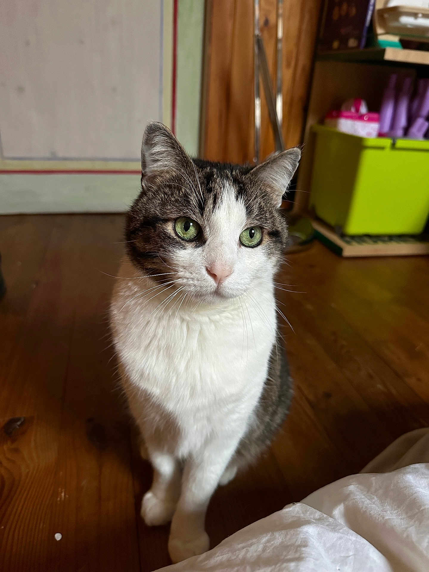 Tom a rejoint le concours — aidez-le/la à gagner de superbes lots ! cat, green_eyes, indoor, wooden_floor, pet, feline, curious, sitting, white_fur, tabby, domestic_cat, close_up, animal, cute, whiskers, ears, flooring, household, background, home