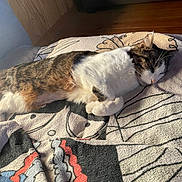 Tom participe au concours pour gagner de l'argent avec cette photo : cat, sleeping, tabby, white_fur, blanket, patterned_blanket, indoor, sunlight, peaceful, cozy, fur, pet, resting, wood_floor, bed, relaxation, home, animal, cute, nap