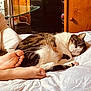 cat, sleeping, bed, foot, barefoot, wooden_furniture, glass_shelf, indoor, cozy, tabby_cat, white_bedspread, resting, domestic_animal, pet, relaxation, paw, human, furniture, comfort, quiet