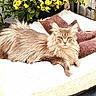 animal, bed, blanket, cat, comfortable, cozy, domestic_cat, feline, fluffy, fur, houseplant, indoor, pet, pillow, plant, portrait, relaxed, resting, soft, yellow_flowers