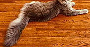 Gizmo joined the competition — help win amazing prizes! animal, cat, cozy, cute, domestic_animal, feline, floor, fluffy, gray_cat, home, indoor, long_tail, mammal, pet, relaxed, resting, rug, stretching, whiskers, wooden_floor