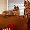 Gizmo is registered to the contest to win money with this photo: animal, brown, cat, couch, cozy, decorative_pillow, domestic, feline, fluffy, furry, indoor, kitten, looking, pet, pom_pom, relaxed, resting, sofa, striped, window_blinds