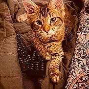 Gizmo joined the competition — help win amazing prizes! bed, blanket, cat, cozy, cute, fur, home, indoors, kitten, legs, looking_at_camera, patterned_pants, paw, pet, quilt, relaxing, remote_control, resting, tabby, whiskers