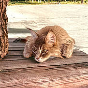 Gizmo joined the competition — help win amazing prizes! cat, fluffy, wooden_surface, outdoor, greenery, sunlight, alert, animal, pets, ears, whiskers, fur, close_up, nature, daylight, tree_bark, concrete, quiet, crouching, focused