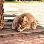 cat, fluffy, wooden_surface, outdoor, greenery, sunlight, alert, animal, pets, ears, whiskers, fur, close_up, nature, daylight, tree_bark, concrete, quiet, crouching, focused