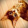 Gizmo joined the competition — help win amazing prizes! animal, beige, cat, close_up, cozy, ears, eyes, fabric, feline, fluffy, fur, indoor, lying_down, pet, portrait, resting, texture, upside_down, warm_tones, whiskers