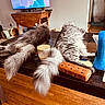 blue_object, cat, coffee_table, domestic_animal, feline, fluffy, fur, furniture, household, indoor, living_room, notebook, orange_case, pet, relaxing, resting, tabletop, tail, television, wooden_floor