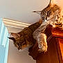 Gizmo joined the competition — help win amazing prizes! animal, brown_fur, cat, closeup, curious, domestic_cat, ears, feline, fluffy, fur, home_interior, indoor, mammal, paw, perched, pet, relaxed, two_cats, whiskers, wooden_cabinet