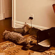 Gizmo joined the competition — help win amazing prizes! brown, carpet, cat, cat_carrier, cats, cozy, feline, floor, fluffy, home, indoor, pet, power_cord, relaxed, resting, robotic_vacuum, rug, soft, vacuum, wall_outlet