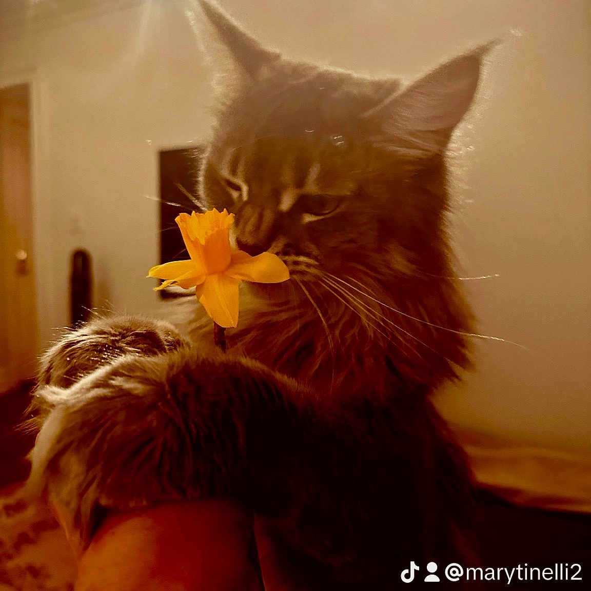 Gizmo