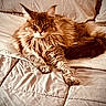 animal, bed, blanket, cat, cozy, cute, domestic, feline, fluffy, fur, indoor, long_hair, mammal, paws, pet, relaxed, resting, sleepy, soft, whiskers