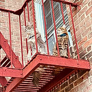 Gizmo joined the competition — help win amazing prizes! animal, architecture, balcony, brick_wall, cat, cats, collar, daylight, feline, fire_escape, fluffy, looking_away, metal_bars, outdoor, perched, pet, red_metal, side_view, urban, window