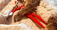 Bullitt joined the competition — help win amazing prizes! animal, bed, cat, comfort, cozy, cute, elf_doll, friendship, fur, holiday, indoor, nap, pet, quilt, relaxed, rest, sleeping, soft, toy, warm