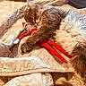 cat, sleeping, quilt, bed, toy, elf_doll, fur, cozy, indoor, nap, cute, rest, pet, animal, warm, soft, relaxed, holiday, comfort, friendship