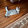 animal, cat, cozy, decor, domestic, ears, feline, flooring, home, indoor, long_hair, looking, mammal, pet, relaxed, resting, rug, tail, whiskers, wooden_floor