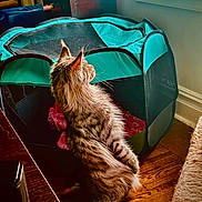 Bullitt is registered to the contest to win money with this photo: animal, cat, cozy, curiosity, domestic_animal, fur, furniture, home, household, indoor, natural_light, pet_playpen, quiet, relaxation, resting, side_view, sunlight, tabby_cat, window, wooden_floor