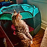 animal, cat, cozy, curiosity, domestic_animal, fur, furniture, home, household, indoor, natural_light, pet_playpen, quiet, relaxation, resting, side_view, sunlight, tabby_cat, window, wooden_floor
