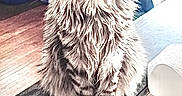 Bullitt is registered to the contest to win money with this photo: animal, cat, cozy, curious, cute, domestic, fur, furniture, head_tilt, indoor, kitten, pet, portrait, sitting, small, sunlight, tabby, table, wooden_floor, young