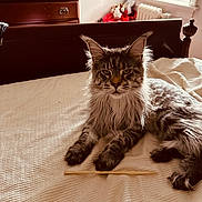 Bullitt joined the competition — help win amazing prizes! cat, maine_coon, bed, furniture, window, natural_light, indoor, fluffy_fur, pet, resting, cozy, wooden_chest, blanket, serious_expression, domestic_animal, home, soft_light, animal_portrait, brown, relaxed