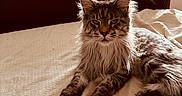 Bullitt joined the competition — help win amazing prizes! animal_portrait, bed, blanket, brown, cat, cozy, domestic_animal, fluffy_fur, furniture, home, indoor, maine_coon, natural_light, pet, relaxed, resting, serious_expression, soft_light, window, wooden_chest