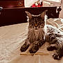 cat, maine_coon, bed, furniture, window, natural_light, indoor, fluffy_fur, pet, resting, cozy, wooden_chest, blanket, serious_expression, domestic_animal, home, soft_light, animal_portrait, brown, relaxed