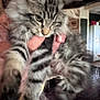 animal, cat, closeup, ears, face, fluffy, fur, furniture, holding, house, indoor, kitten, paw, person_hand, pet, refrigerator, room, tabby, whiskers, wood_floor