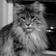 Bullitt is registered to the contest to win money with this photo: cat, fluffy, long_hair, pet, animal, indoor, window, black_and_white, portrait, feline, muzzle, whiskers, ears, fur, face, looking, domestic_animal, close_up, sitting, dim_light