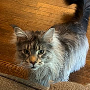 Bullitt joined the competition — help win amazing prizes! cat, fluffy, feline, pet, indoor, wooden_floor, curious, tail, couch, furniture, mammal, whiskers, ears, tabby, animal, domestic_animal, fur, looking_up, motion_blur, close_up