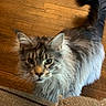 cat, fluffy, feline, pet, indoor, wooden_floor, curious, tail, couch, furniture, mammal, whiskers, ears, tabby, animal, domestic_animal, fur, looking_up, motion_blur, close_up