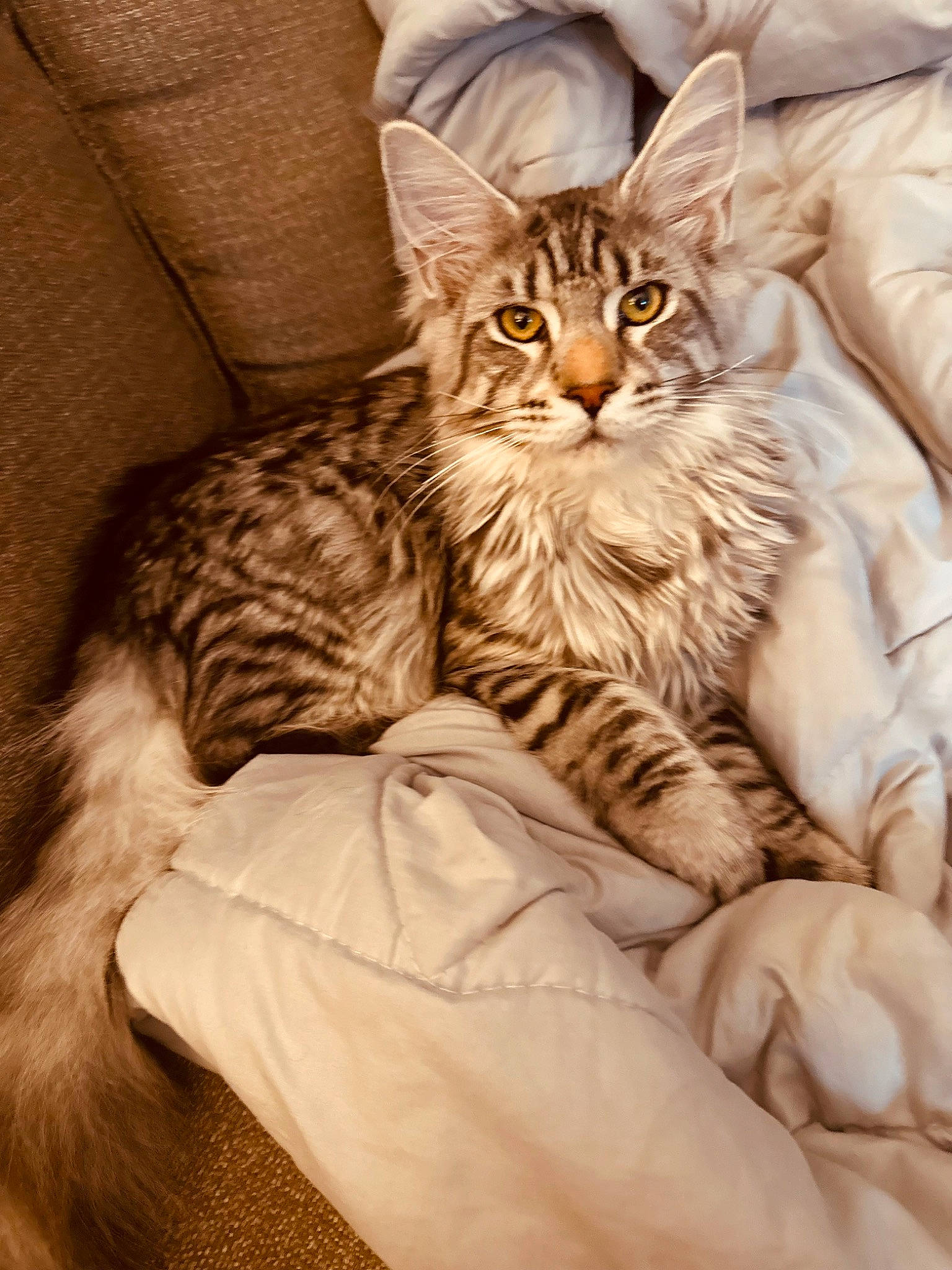 Bullitt joined the competition — help win amazing prizes! bed, carnivore, cat, claw, comfort, couch, domestic_short_haired_cat, fawn, felidae, fur, paw, sitting, small_to_medium_sized_cats, tail, terrestrial_animal, tree, whiskers, window, wood