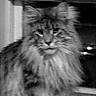 cat, long_hair, feline, animal, pet, indoor, window, black_and_white, blurry, portrait, whiskers, ears, fur, tabby, looking, face, mammal, domestic, closeup, sitting