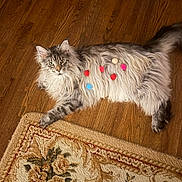 Bullitt joined the competition — help win amazing prizes! cat, fluffy_cat, gray_cat, pom_poms, wooden_floor, rug, floral_rug, vacuum_cleaner, pet_food, indoor, pet, animal, feline, relaxed, laying_down, home, decor, household_items, colorful, cute