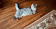 Bullitt is registered to the contest to win money with this photo: animal, cat, cozy, curious, cute, domestic_cat, ears, fluffy, fur, furniture, indoor, living_room, looking, mammal, pet, relaxed, rug, tail, whiskers, wooden_floor