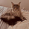 animal, bed, blanket, cat, cozy, cute, domestic, ears, eyes, feline, fur, indoor, long_hair, mammal, pet, portrait, relaxed, resting, sleepy, whiskers